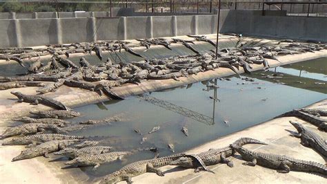 cairns crocodile farm louis vuitton